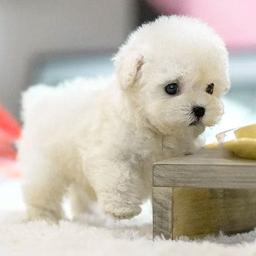 Interactive Plush Robot Puppy with Voice and Touch Response